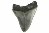 Serrated, Fossil Megalodon Tooth - South Carolina #170333-1